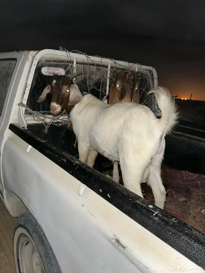 تيوس بروقت 2