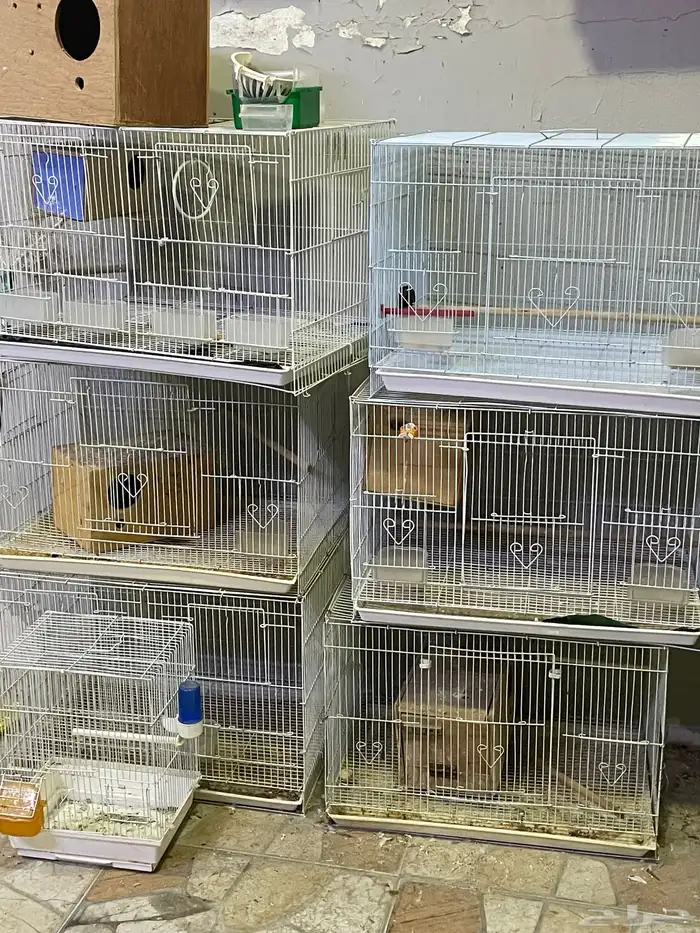 قفاصة 601 نظاف بجميع اغرضهم 2