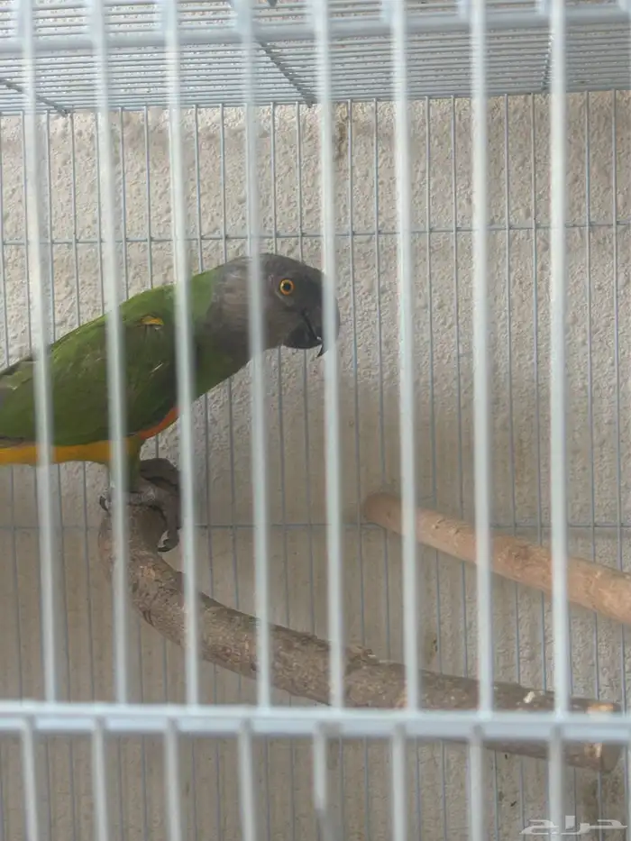 زوج سنغالي 5