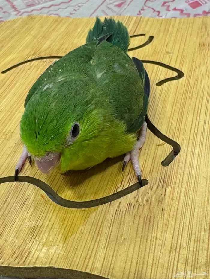 فرخ مني روز باروليت (((تم البيع خارج الموقع))) 0