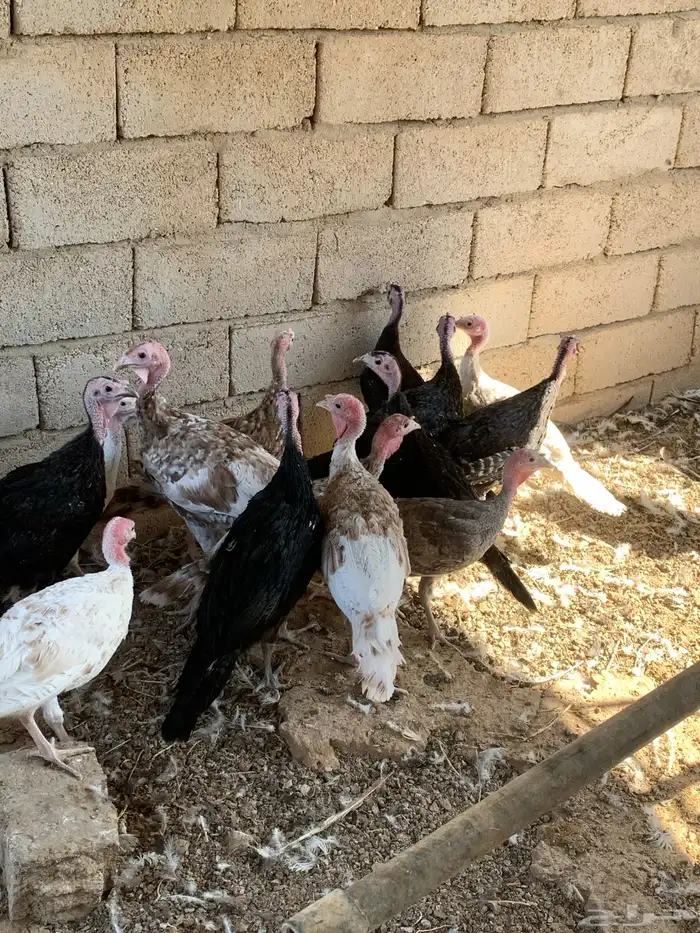 للبيع صوص رومي 1