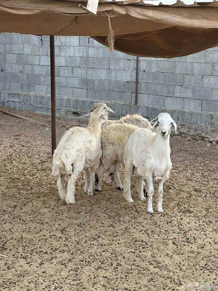 طليان مراح حريه 6