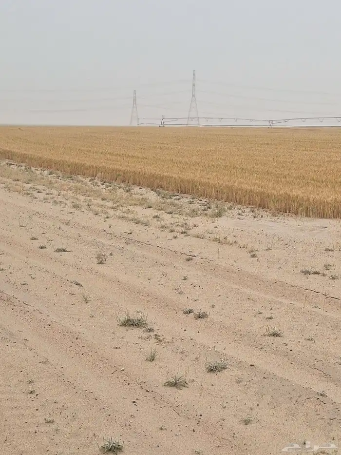 للايجار في قريه العليا 2