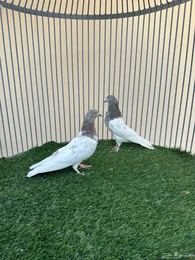 حمام باكستاني index