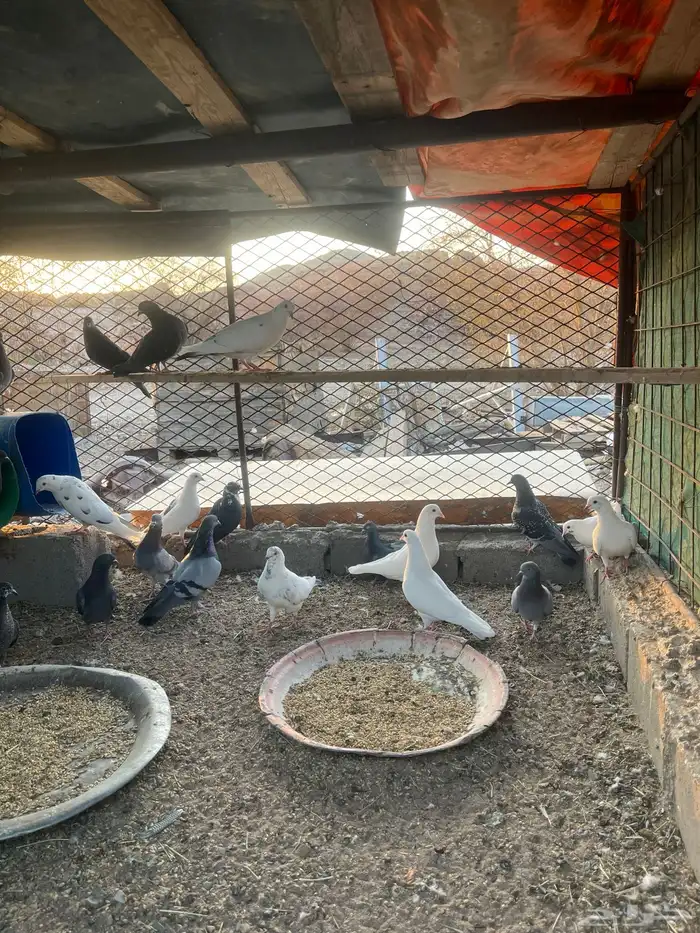 حمام مخلوط 2