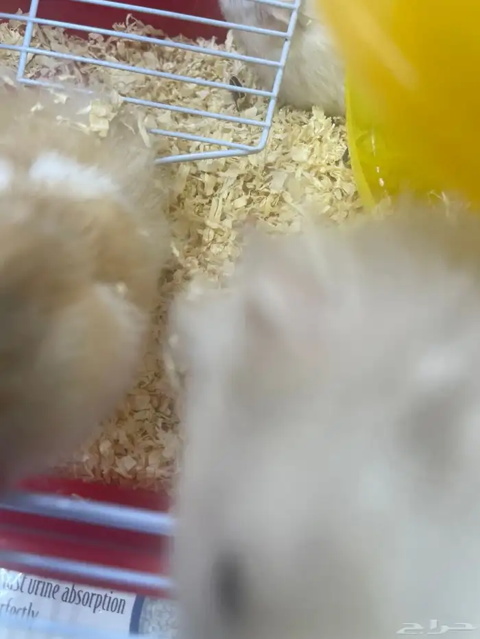 هامستر للبيع 9