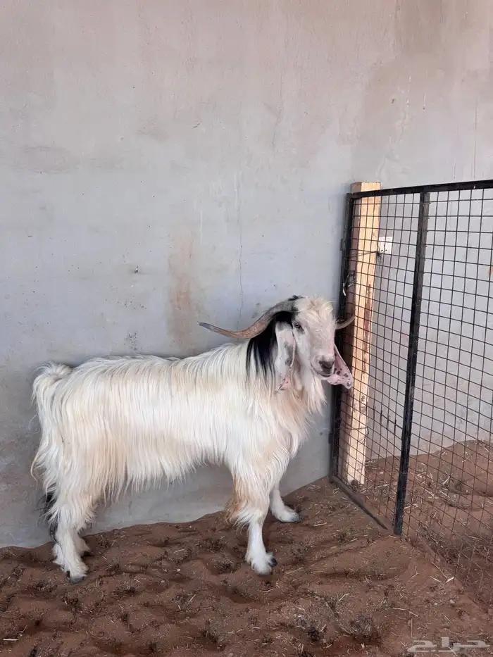 فحل قريع مشروط 3