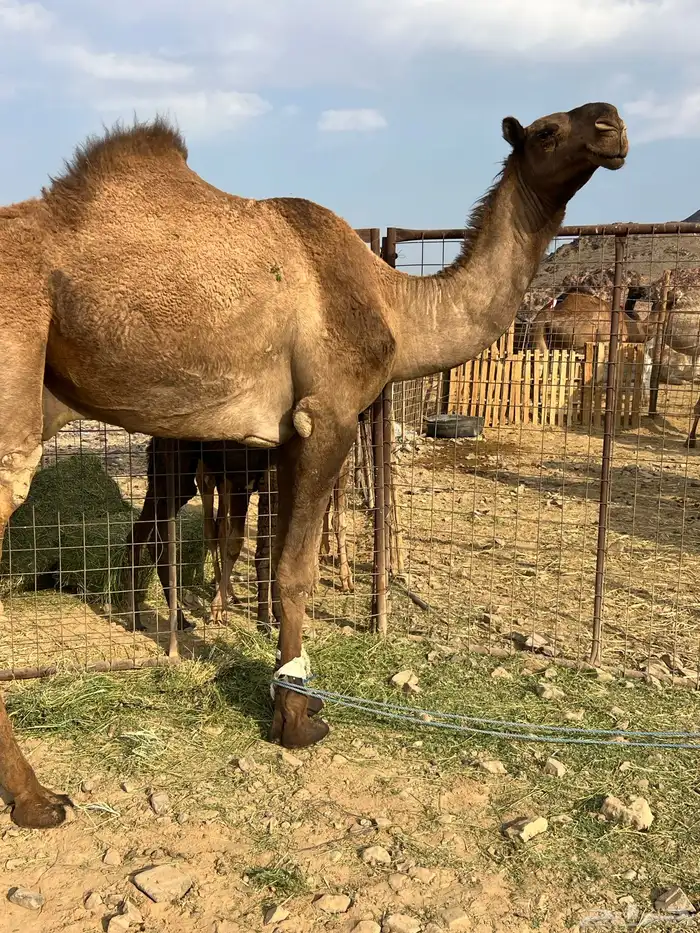 قعود اصفر فحل ب 8800 تم البيع 1