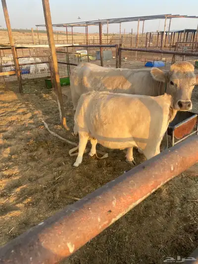 البقره طيبه index