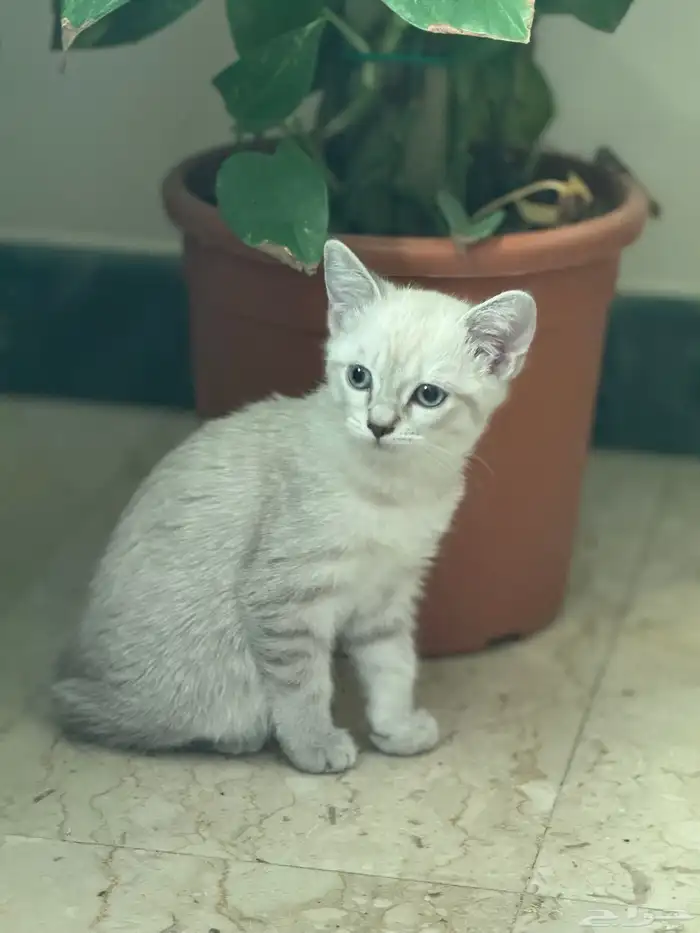 قط .. لبييع 1