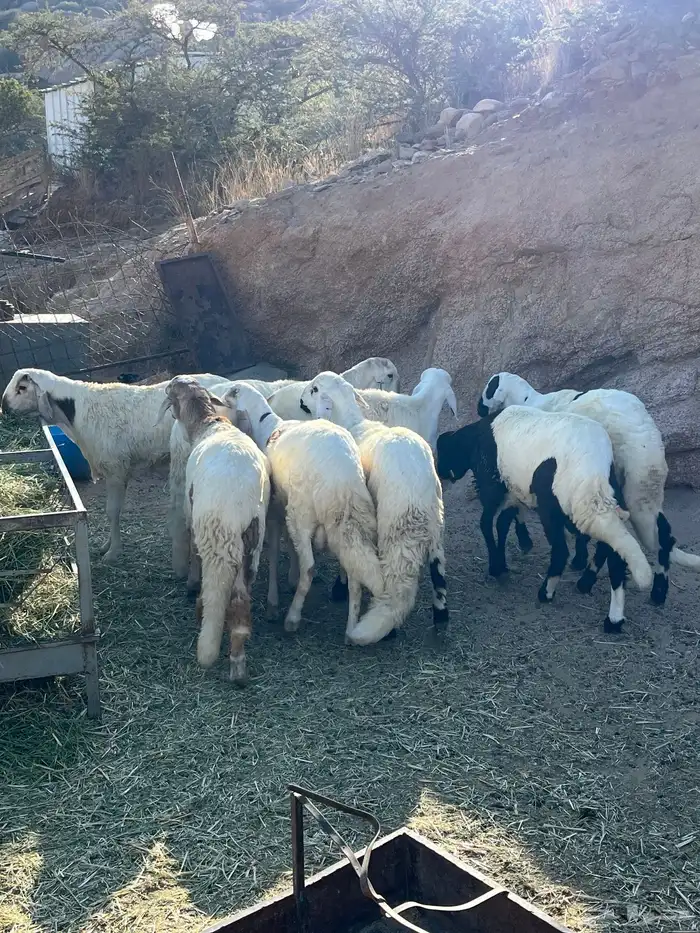 طليان سواكن للبيع 2