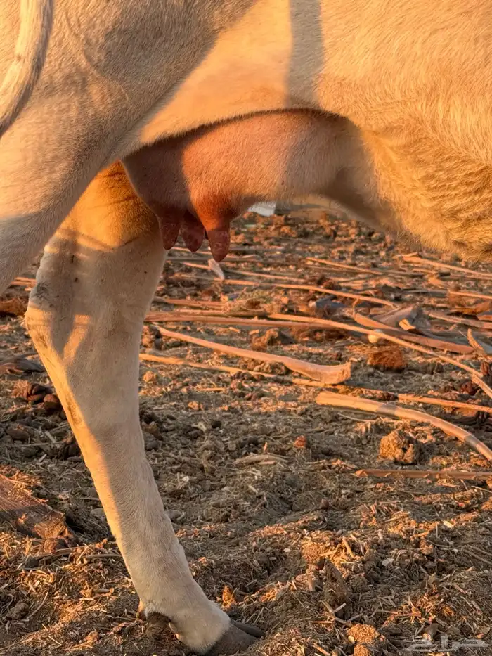 بقره خلفة مع ولدها للبيع 1