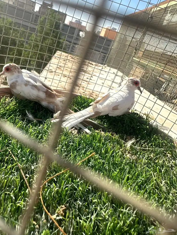 كناري ويمام ماسي برق 3