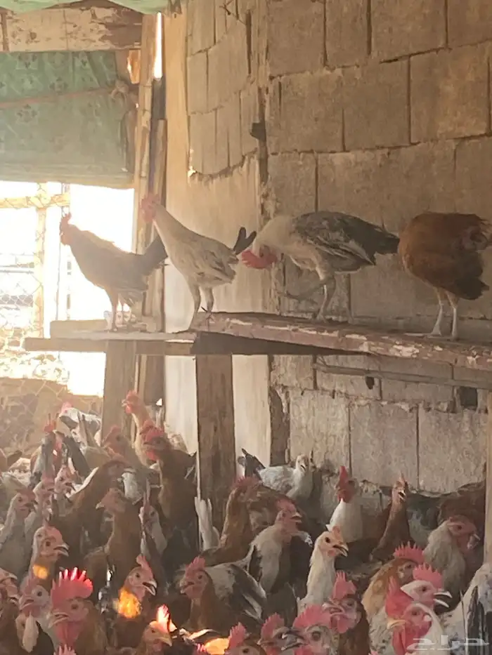 ديوك بلدي عمر سته شهور بحاله ممتازه 0