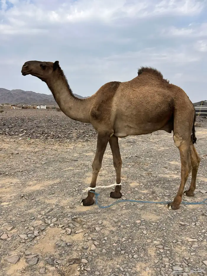 قعود اصفر فحل ب 8800 تم البيع 3