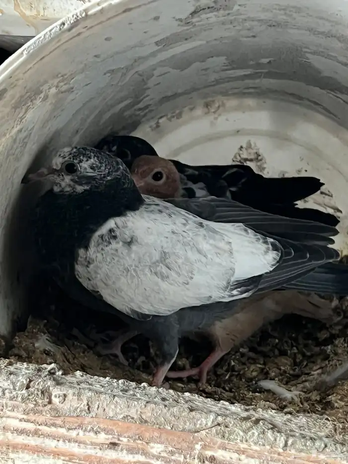 فراخه حمام تم البيع 1