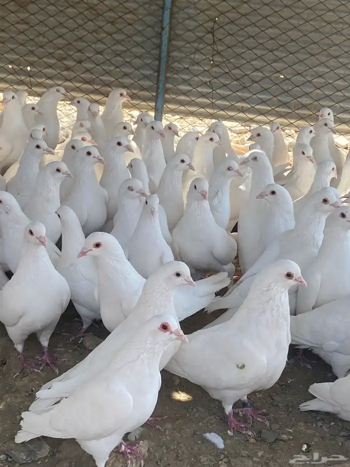 تم البيع الله يبارك لرعيه 6