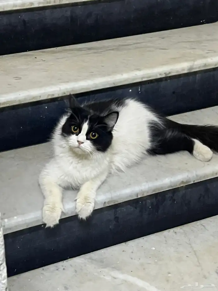 قطه واضح انها حقت بيت لها ثلاث شهور تجي عندنا بالعماره 0