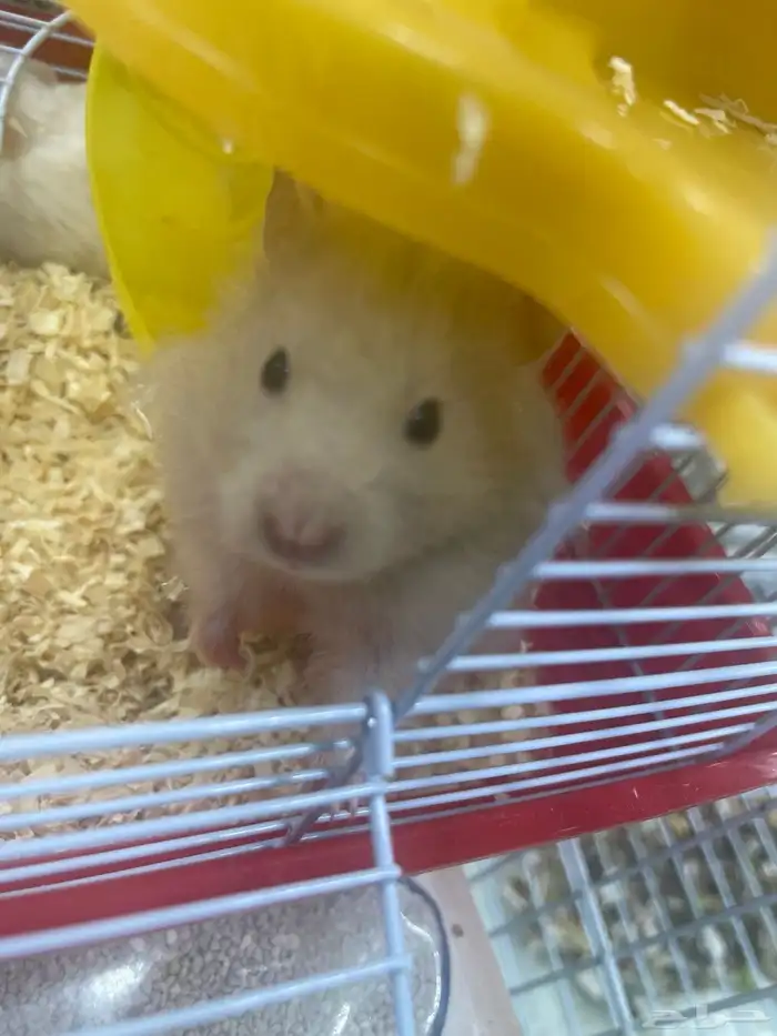 هامستر للبيع 10