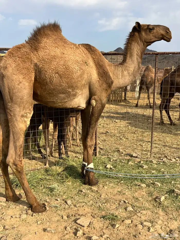 قعود اصفر فحل ب 8800 تم البيع 2