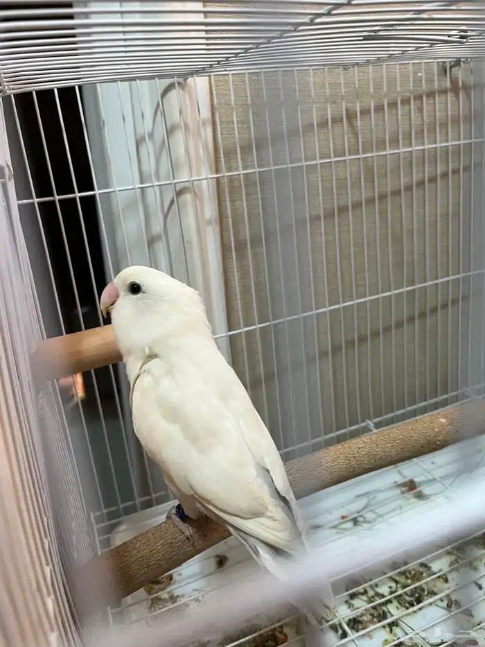 انثى روز البينو 3