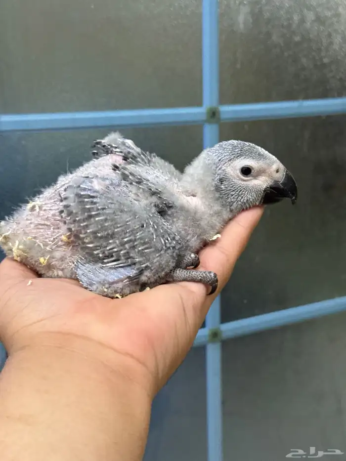 فرخ كاسكو غر انتاج محلي 0