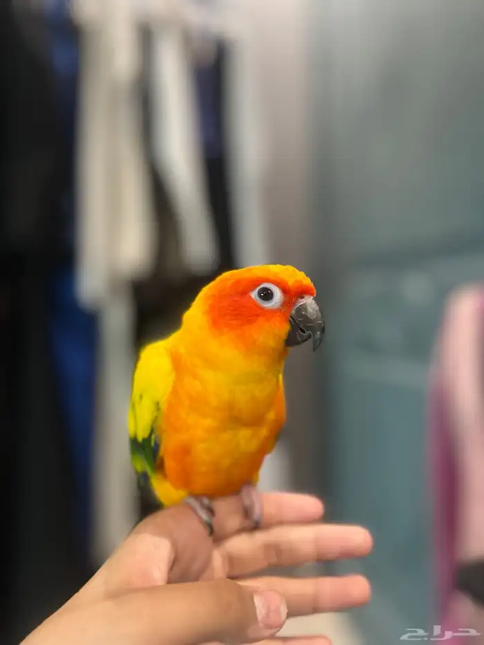 صن كنيور اليف ذكر محلل بشهاده 0