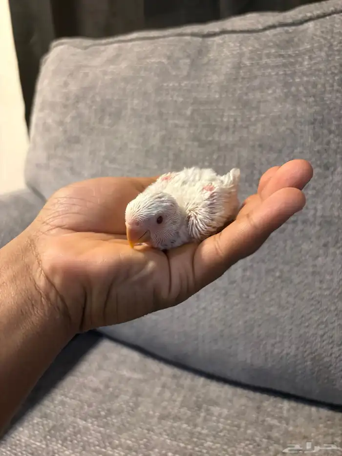 فروخ روز البينو و بلد 1