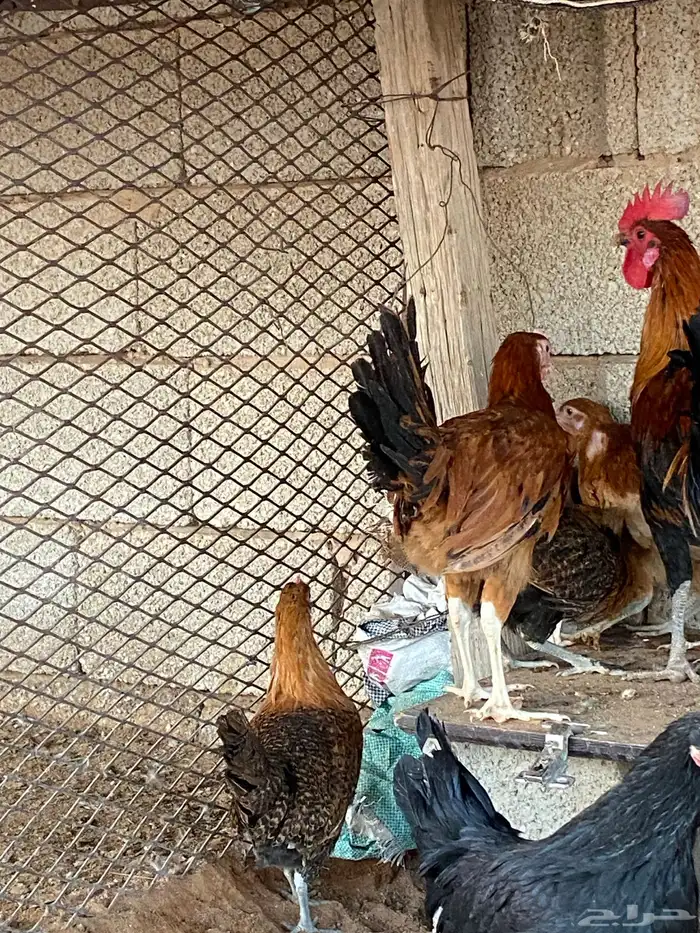 دجاج بلدي فاخر 4