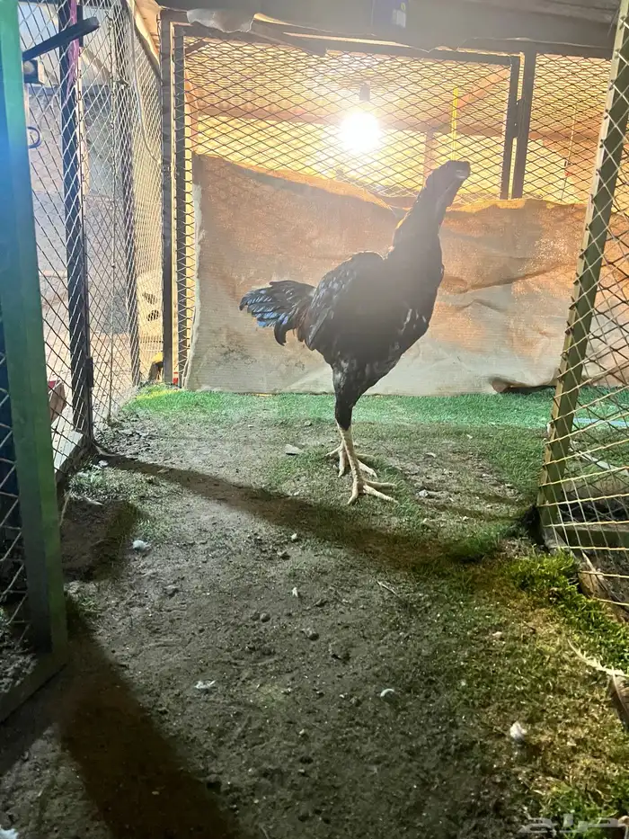 ديك برازيلي انتاج مستورد 4