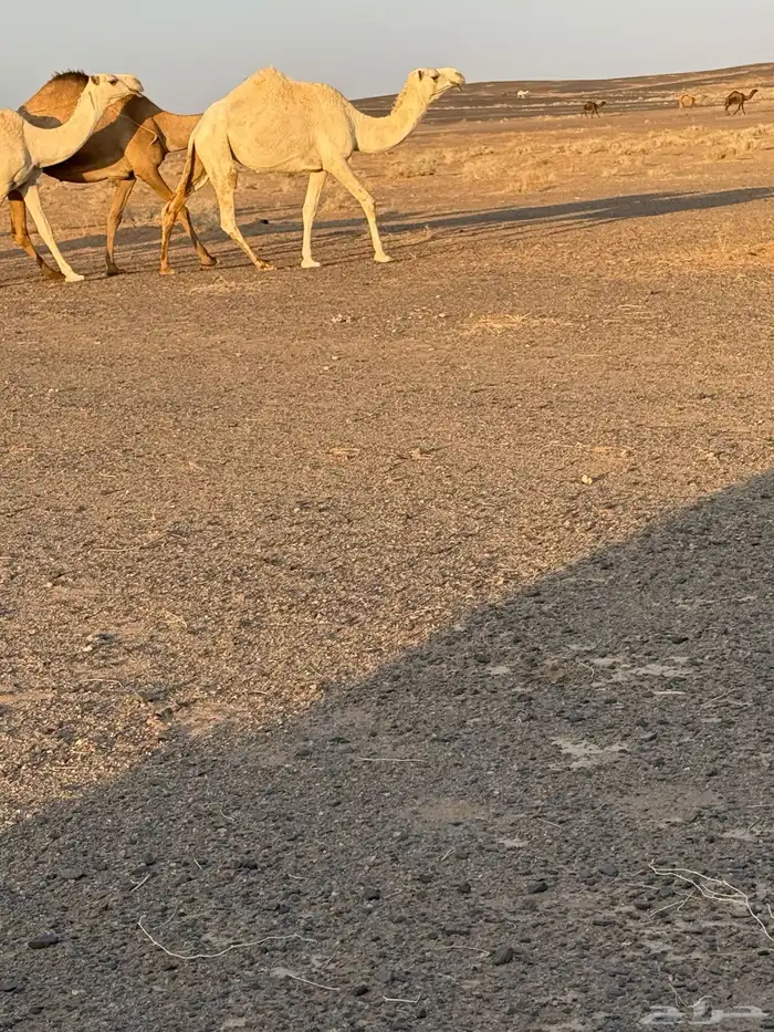 بكره رمانيه وضحى 2