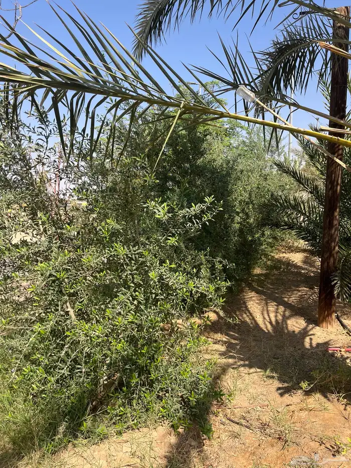 شجر زيتون اربيكانا 1