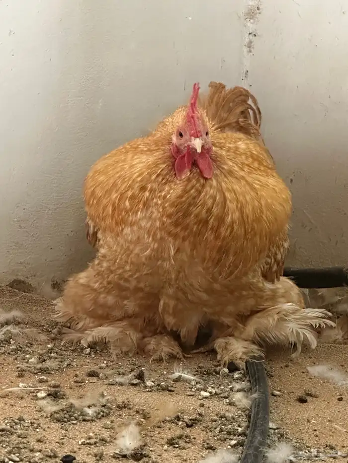 ديك دجاج كوشن فيومي قولد توب التوب 0