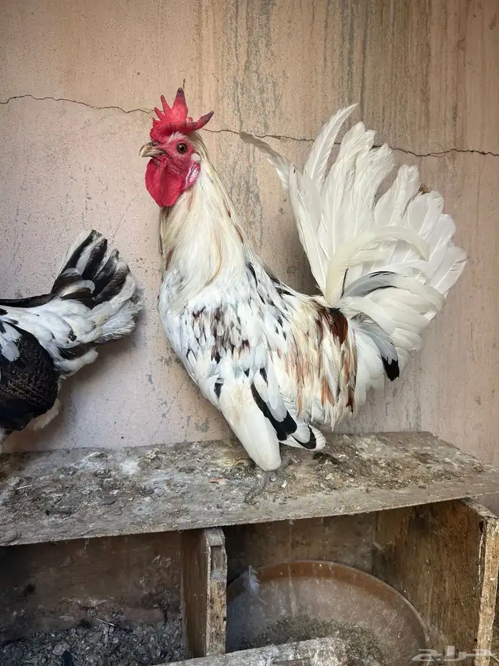 دجاج حباحب نصايف 3