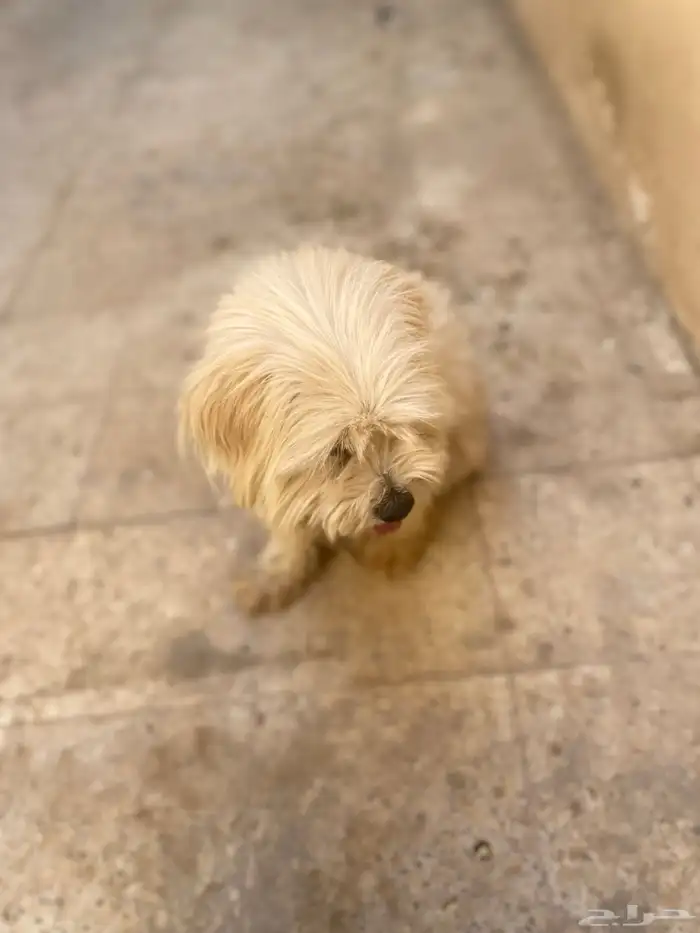 كلب من نوعية مالتيز 3