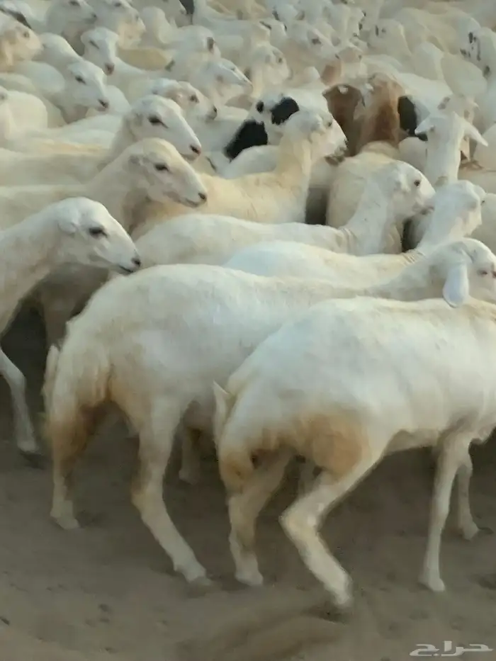 للبيع رخال دفيع منوة المقني 3