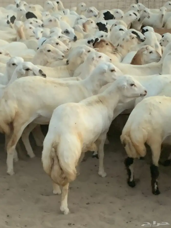 للبيع رخال دفيع منوة المقني 5