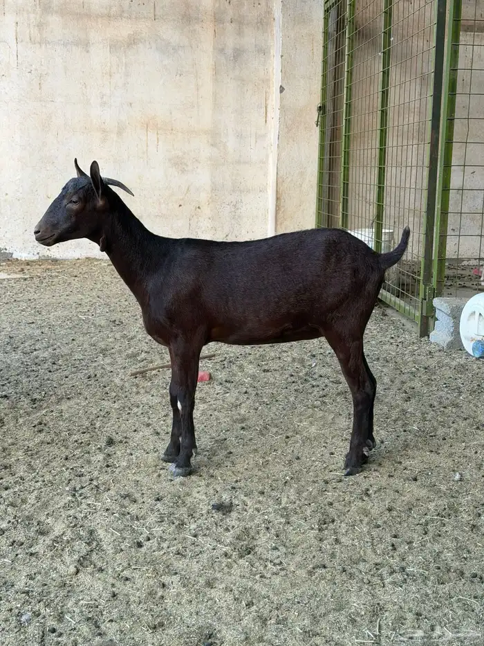 ماعزمرسيانو فاخر من الآخر 6