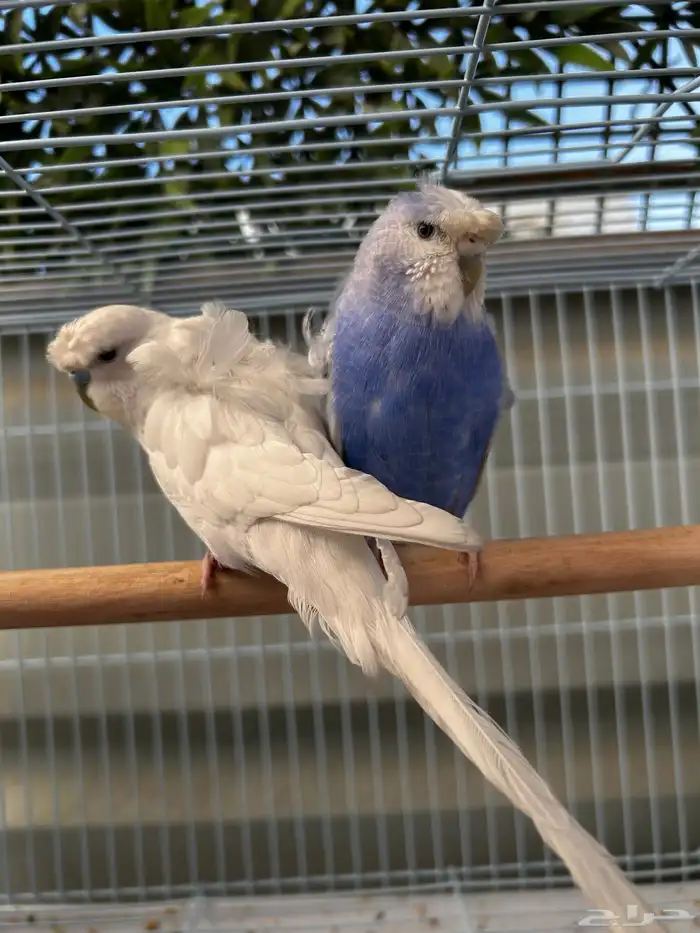 جوز باجي هوقو نص ولافه الجوز مشاء الله مرتب 0