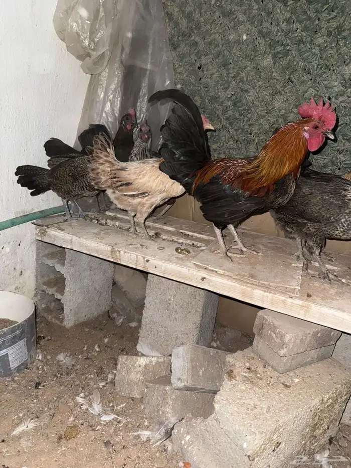 للبيع دجاج بياض 2