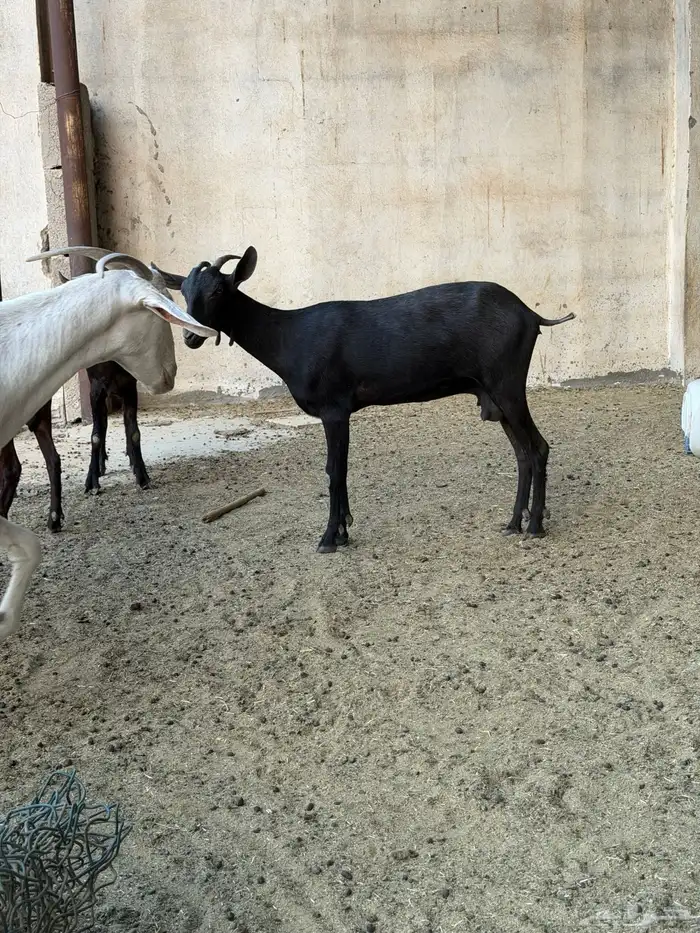 ماعزمرسيانو فاخر من الآخر 7