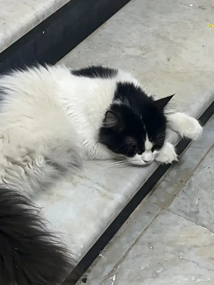 قطه واضح انها حقت بيت لها ثلاث شهور تجي عندنا بالعماره 1