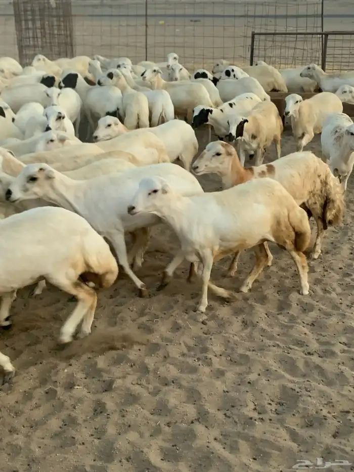 للبيع رخال دفيع منوة المقني 7