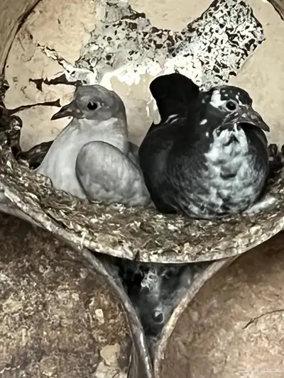 فراخه حمام index