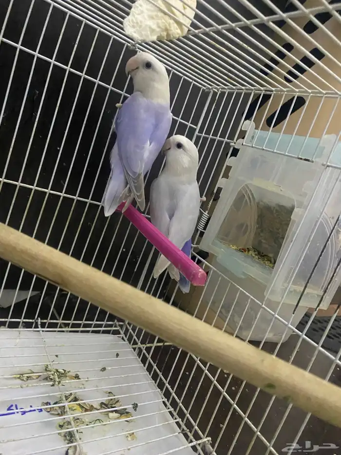 جوز روز منتج حجم ولون م شاء الله 2