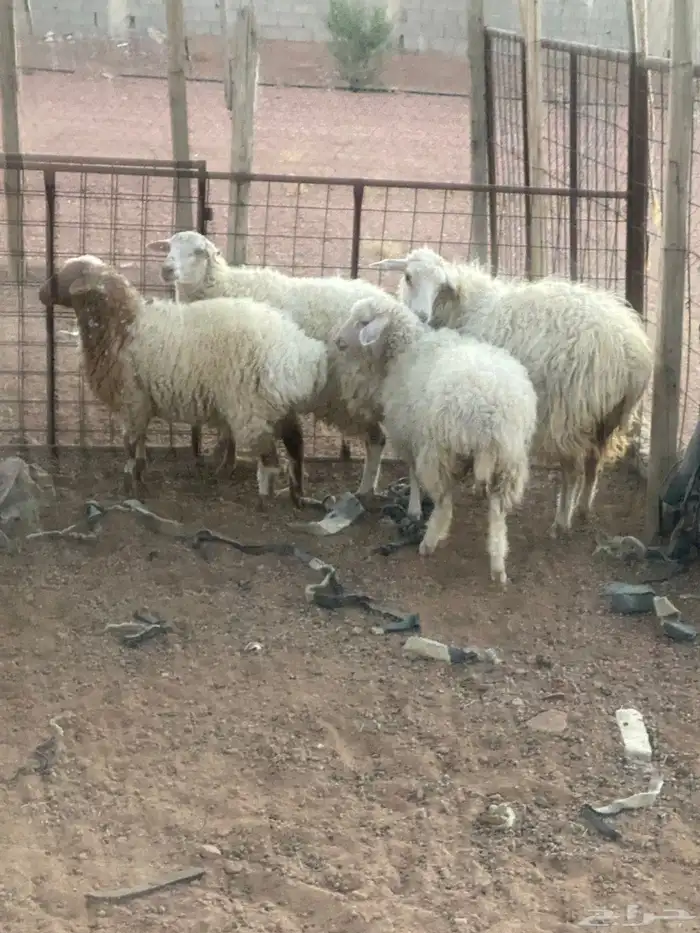 اغنام جورجيه 0