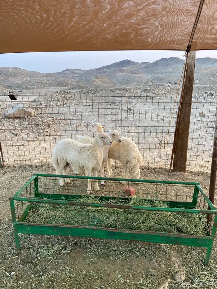 طليان ورخال ذبايح للبيع 1