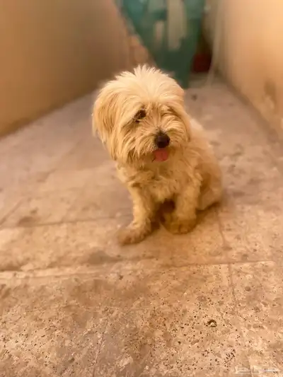 كلب من نوعية مالتيز index