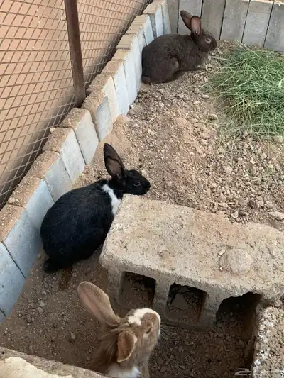 للبيع ارانب منتجات index