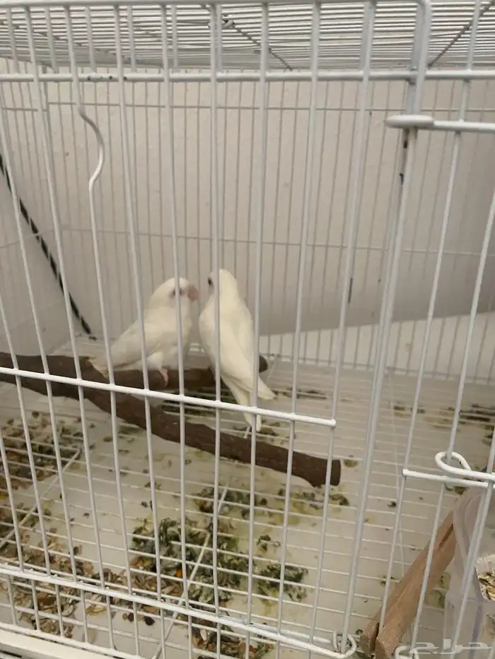 زوج روز البينو مومنج 0